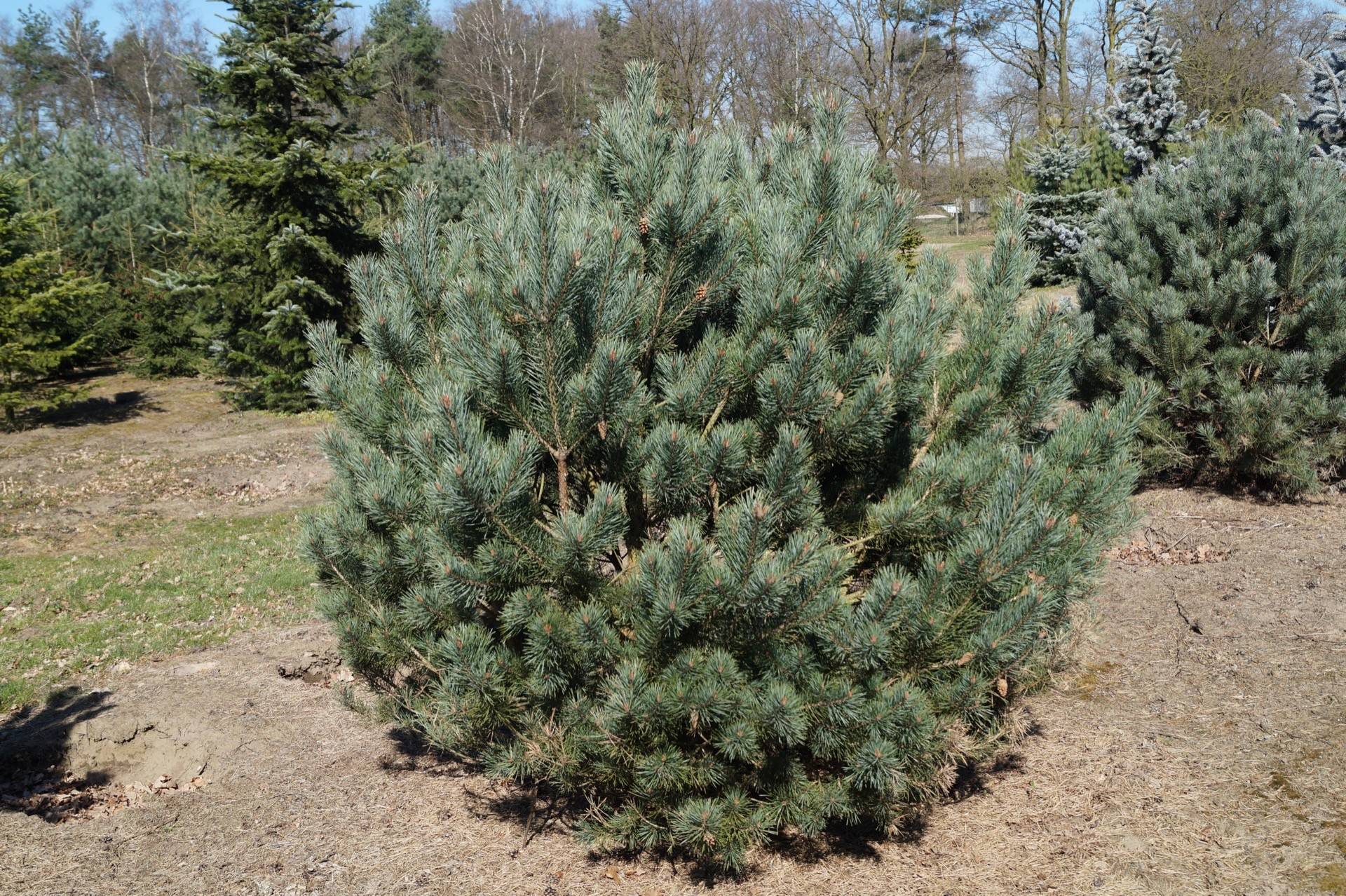 Pinus sylvestris Watererii_04